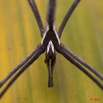 073 Arthropoda Arachnida Araneae Araignee 42 10E5K2IMG_63755wtmk.jpg