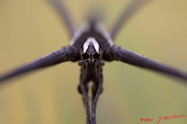 074 Arthropoda Arachnida Araneae Araignee 42 10E5K2IMG_63765wtmk.jpg