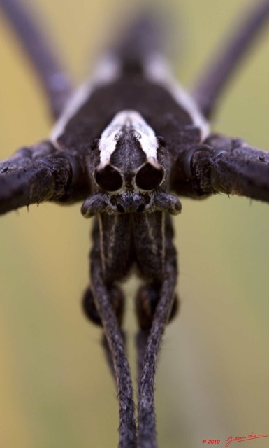 075 Arthropoda Arachnida Araneae Araignee 42 10E5K2IMG_63768wtmk.jpg