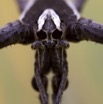 075 Arthropoda Arachnida Araneae Araignee 42 10E5K2IMG_63768wtmk.jpg