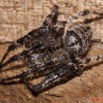 077 BAGOMBE Arthropoda Arachnida Araneae Araignee 10E50IMG_32374wtmk.jpg