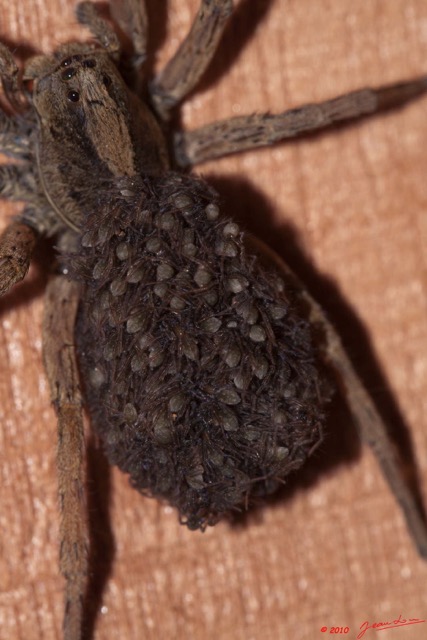 080 BAGOMBE Arthropoda Arachnida Araneae Araignee Abdomen avec Petits 10E50IMG_32428wtmk.jpg
