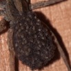 080 BAGOMBE Arthropoda Arachnida Araneae Araignee Abdomen avec Petits 10E50IMG_32428wtmk.jpg