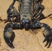 093 IKEI Arthropoda Arachnida Scorpiones Scorpion Pandinus imperator 12E5K2IMG_74964wtmk.jpg