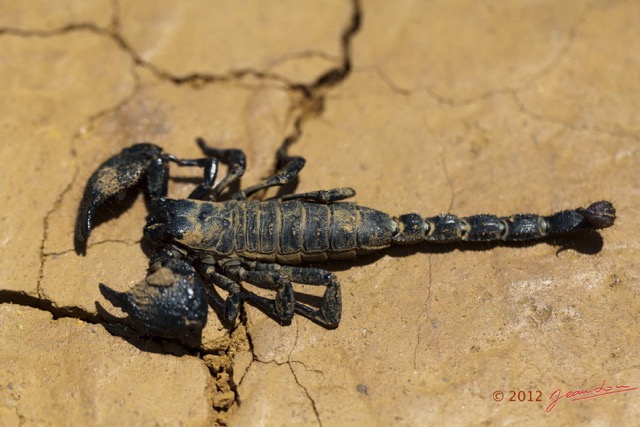 095 IKEI Arthropoda Arachnida Scorpiones Scorpion Pandinus imperator 12E5K2IMG_74955wtmk.jpg