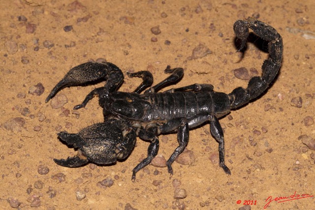 096 BELINGA Arthropoda Arachnida Scorpiones Scorpion Pandinus imperator 11E50IMG_32608wtmk.jpg