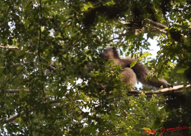 057 LETILI la Foret Chimpanze Male Dominant sur un Arbre 10E5K2IMG_57797awtmk.jpg
