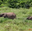 007 LANGOUE Bai Elephants 7IMG_7826wtmk.JPG