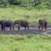 012 LANGOUE Bai Elephants et Sitatunga Femelle 7IMG_8001wtmk.JPG