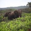 015 SETTE-CAMA Elephant sur la Plage E7IMG_0560WTMK.JPG