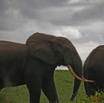 016 SETTE-CAMA Elephants sur la Plage 7EIMG_0552wtmk.JPG