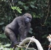 039 LEKEDI 7 Gorille Gorilla gorilla Jeune Male 12E5K3IMG_90396wtmk.jpg