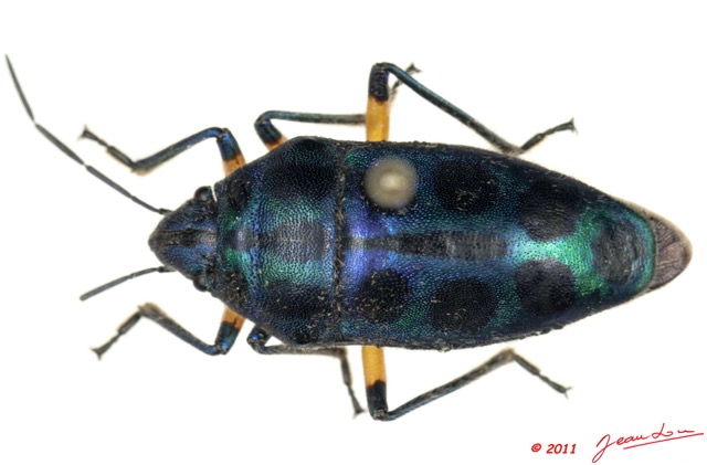 001 Hemiptera 51d (FD) Scutelliridae 11E5K2IMG_68578wtmk.jpg
