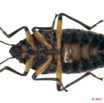 002 Hemiptera 51d (FV) Scutelliridae 11E5K2IMG_68580wtmk.jpg