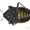 008 Insecte 07b (FV) Hemiptera Heteroptera 14E5K3IMG_96962wtmk.jpg
