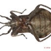 012 Insecta 07d (FV) Hemiptera Heteroptera Punaise 16E5K3IMG_119268 PdC3-5awtmk.jpg