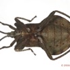 014 Insecta 07d (FV) Hemiptera Heteroptera Punaise 16E5K3IMG_119321 PdC8awtmk.jpg