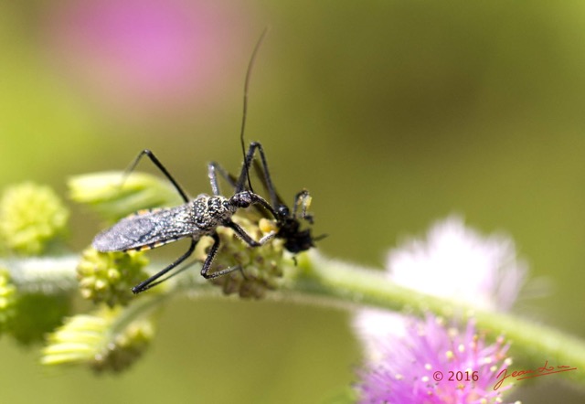 017 Insecta Hemiptera Heteroptera Punaise avec Proie Franceville 16E5K3IMG_119606wtmk.jpg