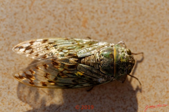 020 Insecta 017 Hemiptera Cicadidae Cigale 18E5K3IMG_180915137540_DxOwtmk 150k.jpg