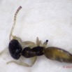 009 Insecta Hymenoptera Formicidae Fourmi 0001 1,7mm 16OlyTG4PB010002awtmk.jpg