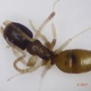 012 Insecta Hymenoptera Formicidae Fourmi 0001 1,7mm 16OlyTG4PB010013awtmk.jpg