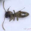 021 Insecta Hymenoptera Formicidae Fourmi 0002 1,7mm 16RX104DSC_1000266awtmk.jpg