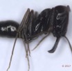 024 Insecta Hymenoptera Formicidae Fourmi 0004 6mm 16RX104DSC_1000278wtmk.jpg