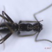029 Insecta Hymenoptera Formicidae Fourmi 0005 2,5mm 16RX104DSC_1000300wtmk.jpg