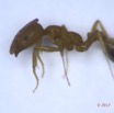 036 Insecta Hymenoptera Formicidae Fourmi 0006 1,5mm 16RX104DSC_1000331wtmk.jpg