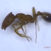 037 Insecta Hymenoptera Formicidae Fourmi 0006 1,5mm 16RX104DSC_1000334wtmk.jpg