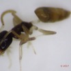0010 Insecta Hymenoptera Formicidae Fourmi 0001 1,7mm 16OlyTG4PB010004awtmk.jpg
