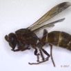 0040 Insecta Hymenoptera Guepe 0007 13mm 16RX104DSC_1000349wtmk.jpg