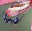 0056 Insecta 011 Hymenoptera Formicidae Formicinae Fourmi Polyrhachis sp 18E50IMG_180527133260_DxOwtmk 150k.jpg