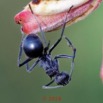 0058 Insecta 011 Hymenoptera Formicidae Formicinae Fourmi Polyrhachis sp 18E50IMG_180527133263_DxOwtmk 150k.jpg