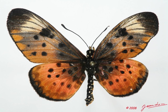 015 Lepidoptere 4 (FD) Acraea Ex-Larvae4 8EIMG_17557WTMK.JPG