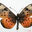 015 Lepidoptere 4 (FD) Acraea Ex-Larvae4 8EIMG_17557WTMK.JPG