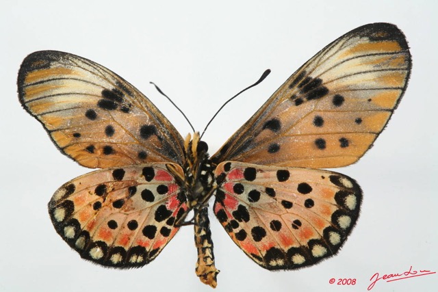 016 Lepidoptere 4 (FV) Acraea Ex-Larvae4 8EIMG_17564WTMK.JPG