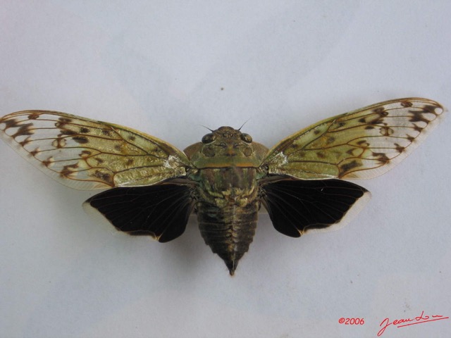 002 Insecta Hemiptera Cicadidae Cigale IMG_1297WTMK.jpg