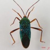 009 Insecta Hemiptera Heteroptera Punaise Verte IMG_4423WTMK.jpg