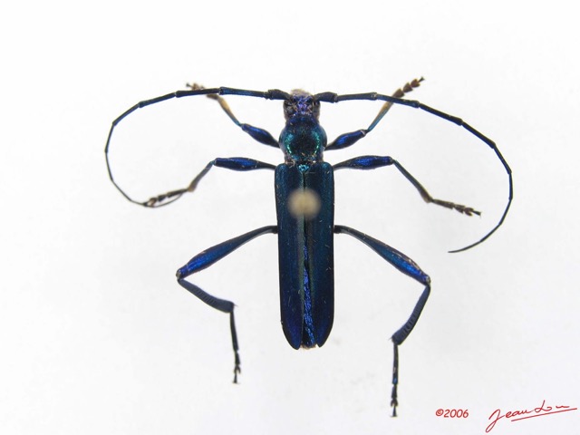 015 Insecta Coleoptera (FD) IMG_4615WTMK.jpg