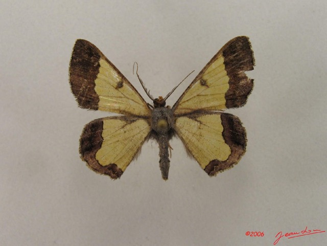 017 Insecta Lepidoptera Geometridae (FD) IMG_4774WTMK.jpg