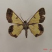 017 Insecta Lepidoptera Geometridae (FD) IMG_4774WTMK.jpg