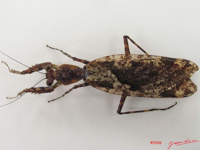 021 Insecta Dictyoptera Mantodea (FD) IMG_4793WTMK.jpg