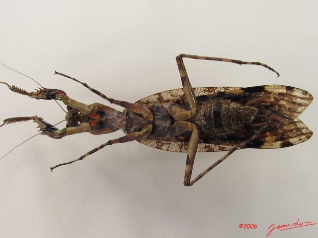 022 Insecta Dictyoptera Mantodea (FV) IMG_4794WTMK.jpg