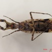 022 Insecta Dictyoptera Mantodea (FV) IMG_4794WTMK.jpg