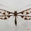 029 Insecta Odonata (FD) 7IMG_5087WTMK.jpg