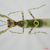 039 Insecta Dictyoptera Mantodea (FD) Mante 7EIMG_9030WTMK.jpg