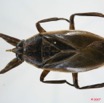 043 Insecta (FD) Hemiptera Belostome 7EIMG_1178WTMK.jpg