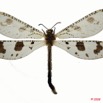046 Insecta Odonata (FV) 8EIMG_24707awtmk.jpg