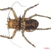 050 Insecta Orthoptera 06c (FV) 9E5K2IMG_57101wtmk.jpg